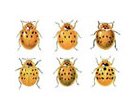 Ladybirds