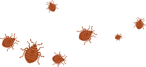 Bedbugs